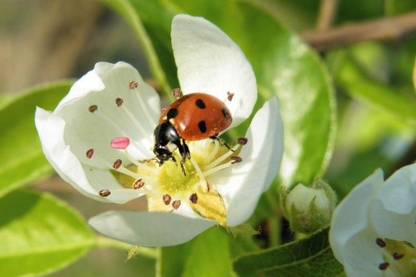 COCCINELLE 2