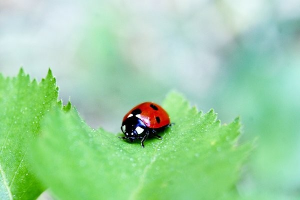 COCCINELLE