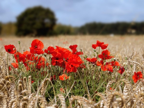 COQUELICOTS