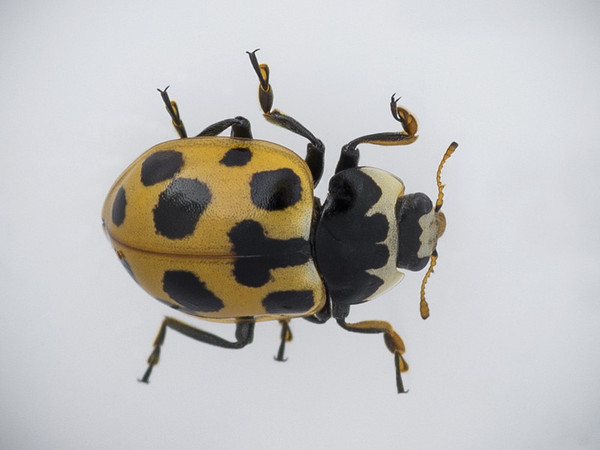 COCCINELLE 2