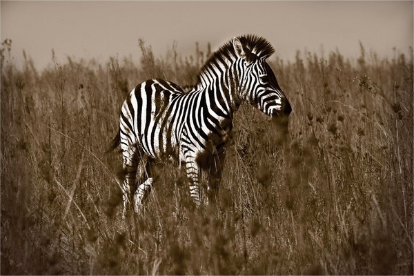 ZEBRE