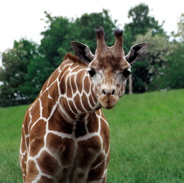 GIRAFE