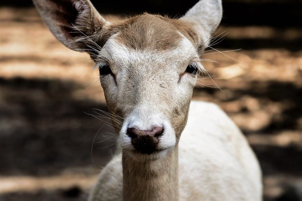 BICHE CERF...