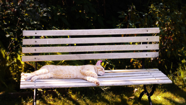 LE BANC