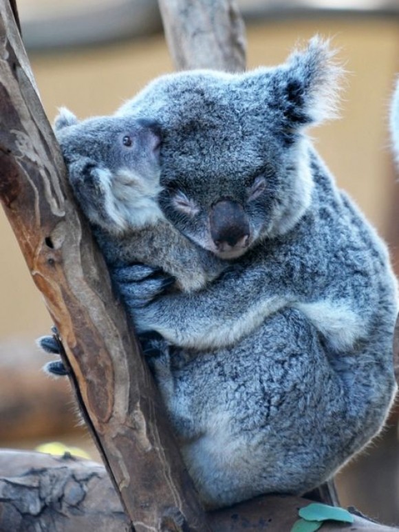 KOALAS