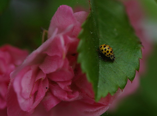 COCCINELLE