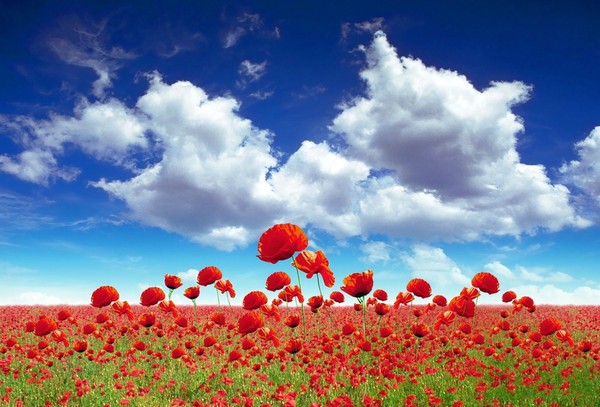 COQUELICOTS