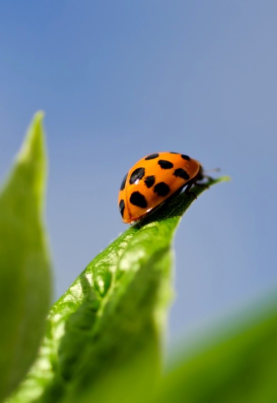 COCCINELLE