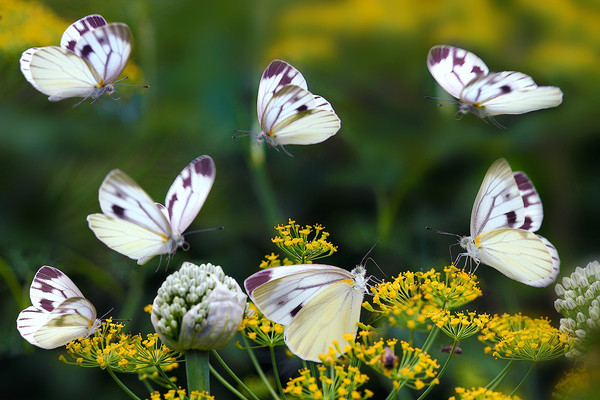 PAPILLONS