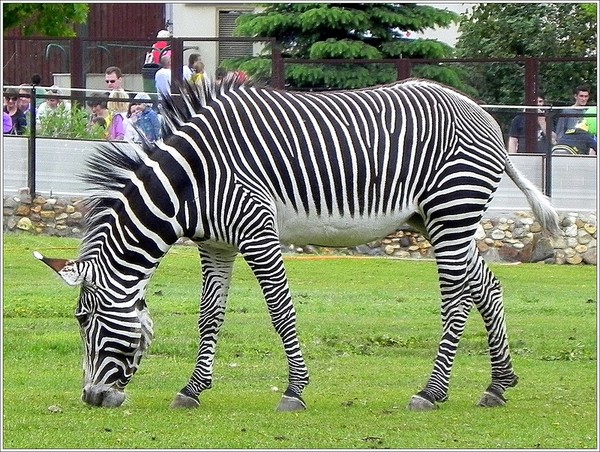 ZEBRE