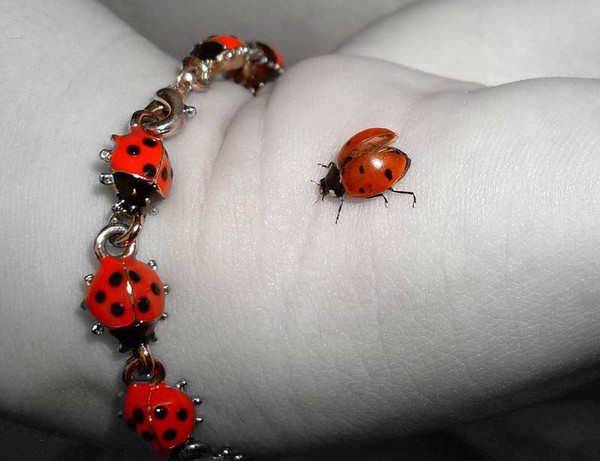 COCCINELLES