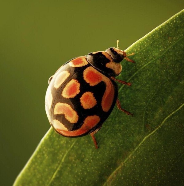 COCCINELLE 3