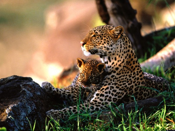 LEOPARDS