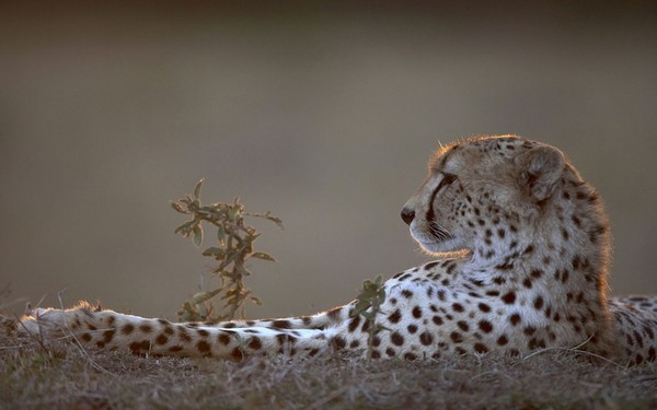 GUEPARD