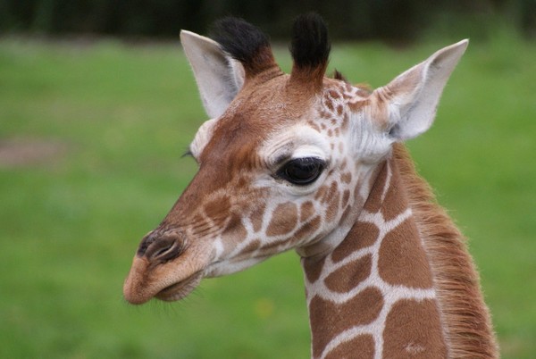 GIRAFE