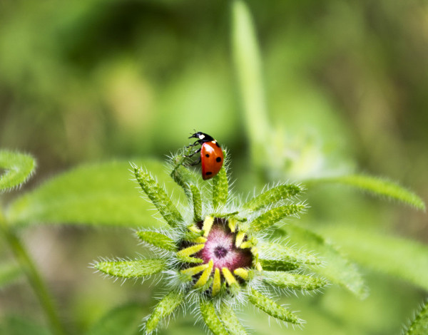 COCCINELLE