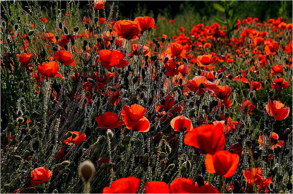 COQUELICOTS