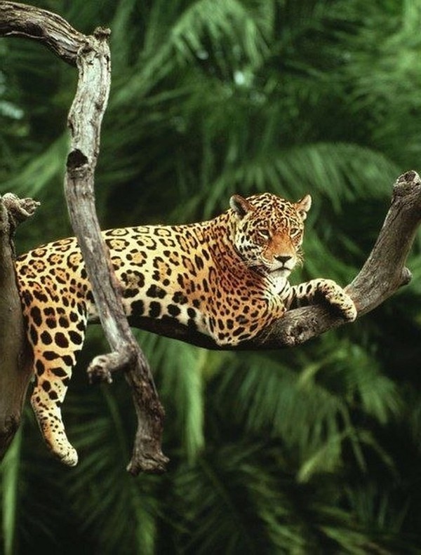 LEOPARD