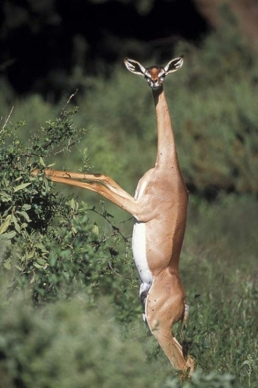 ANTILOPE