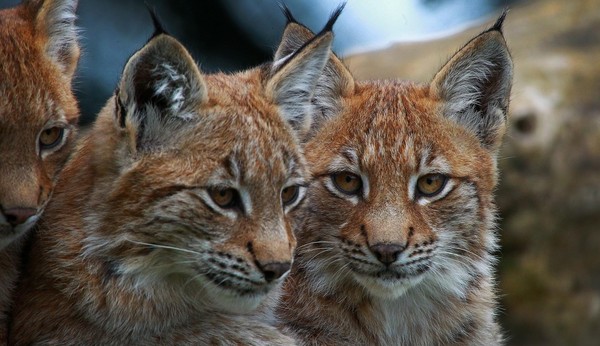 LYNX