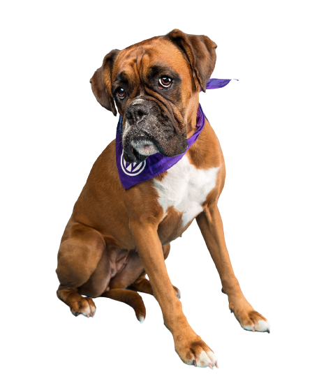 CHIEN 5