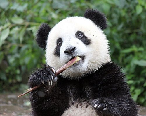 PANDA