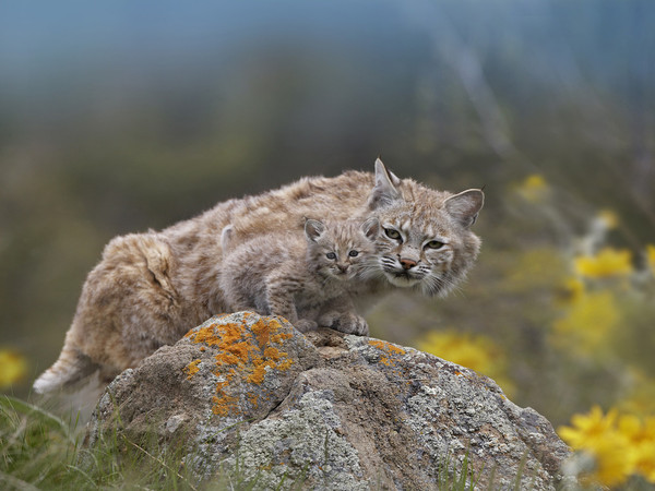 LYNX