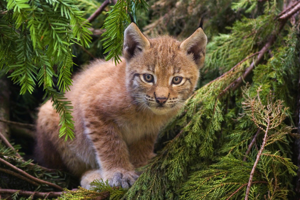 LYNX