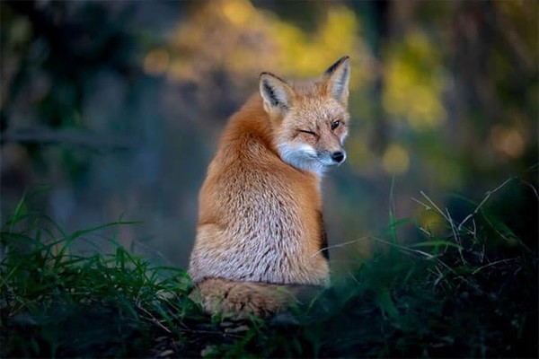 RENARD 2