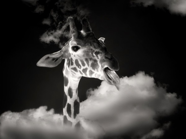 GIRAFE