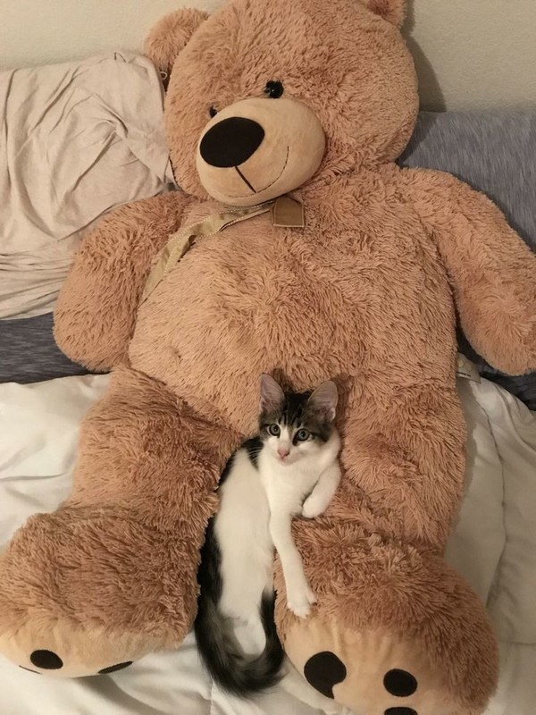 PELUCHE 4