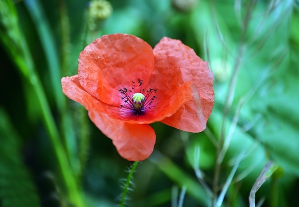 COQUELICOTS