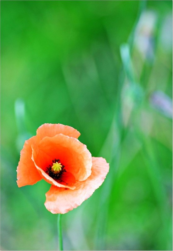 COQUELICOT