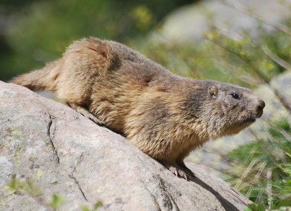 MARMOTTE