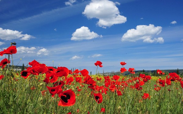 COQUELICOTS