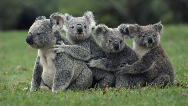 KOALAS