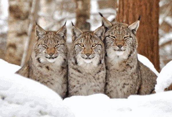 LYNX