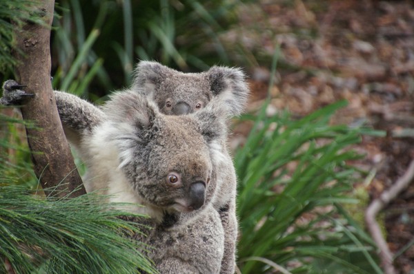 KOALAS