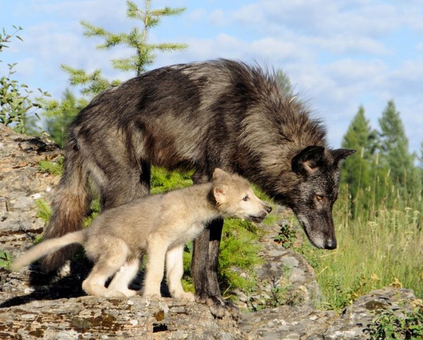 LOUPS