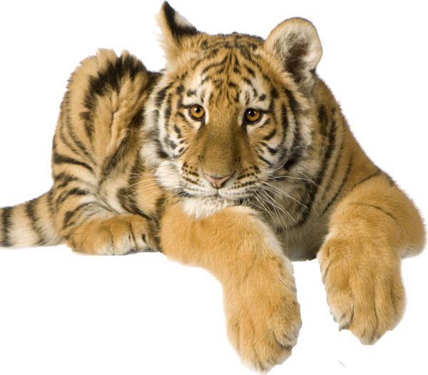 TIGRE