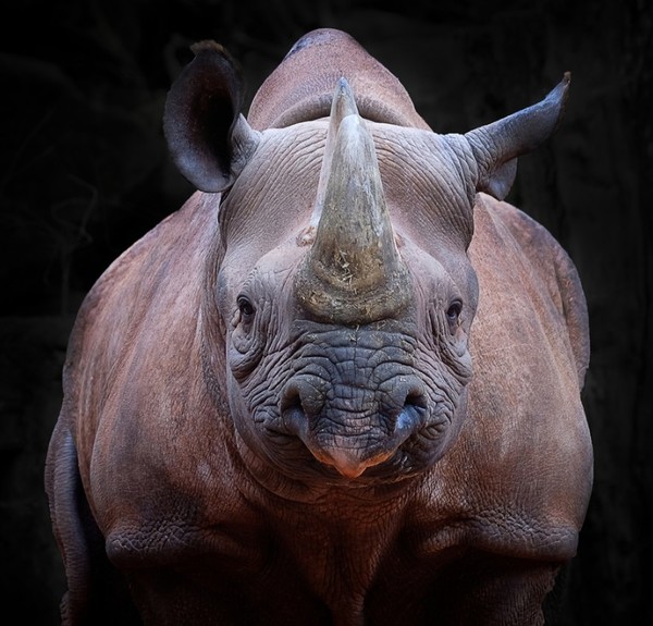 RHINOCEROS