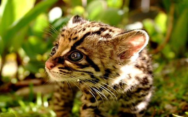 OCELOT