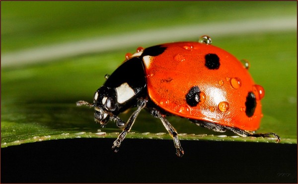 COCCINELLE