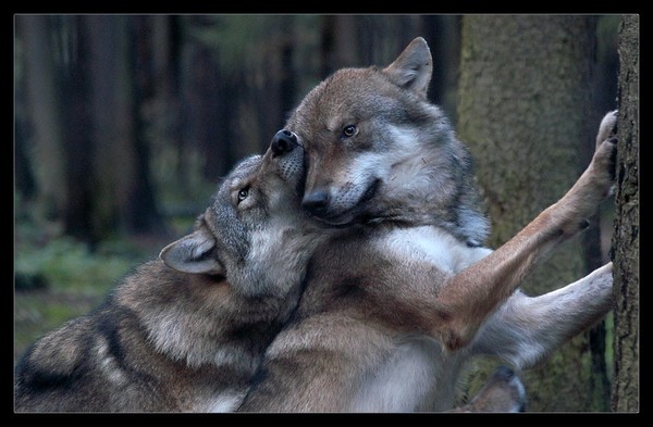 LOUPS