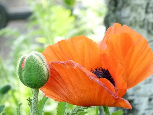 COQUELICOTS