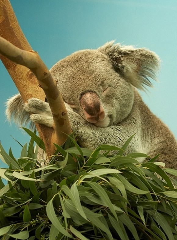 KOALA