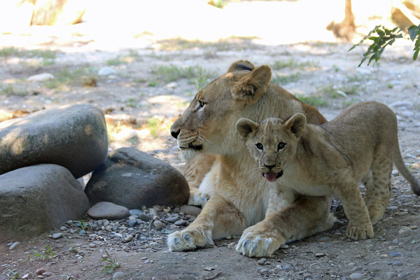 LES FELINS