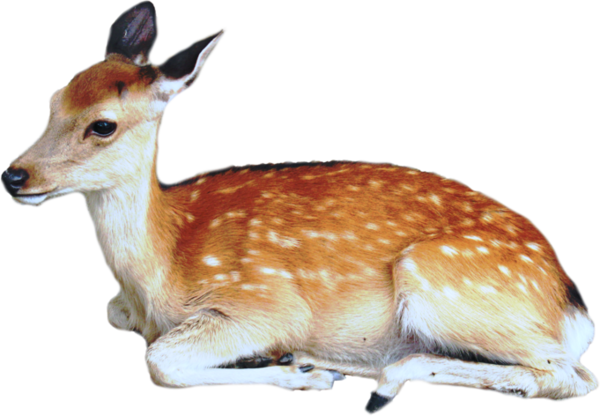 BICHE