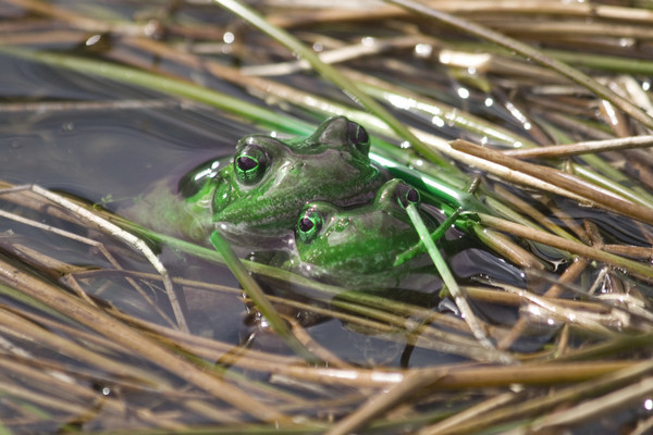 GRENOUILLES