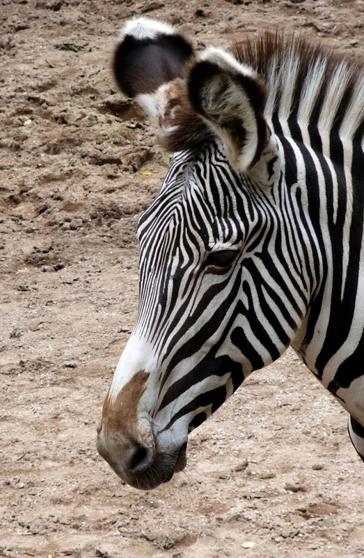 ZEBRE